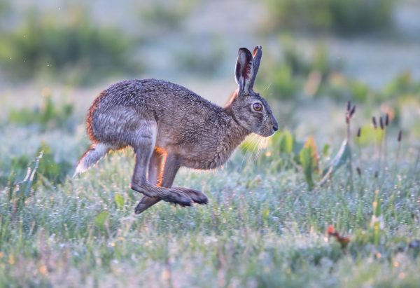 Brown hare at speed