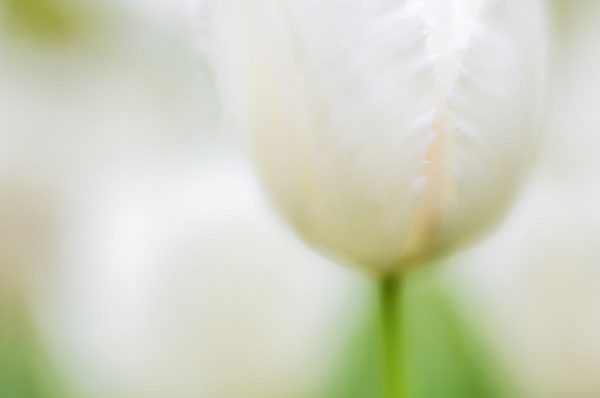 Mysterious White Tulip